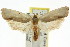  ( - CCDB-15722-D08)  @13 [ ] CreativeCommons - Attribution (2011) ANIC/CBG Photography Group Centre for Biodiversity Genomics