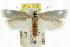  ( - CCDB-15723-B11)  @11 [ ] CreativeCommons - Attribution (2011) ANIC/CBG Photography Group Centre for Biodiversity Genomics