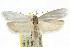  ( - CCDB-15723-D08)  @11 [ ] CreativeCommons - Attribution (2011) ANIC/CBG Photography Group Centre for Biodiversity Genomics