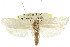  ( - CCDB-15723-E12)  @11 [ ] CreativeCommons - Attribution (2011) ANIC/CBG Photography Group Centre for Biodiversity Genomics