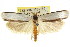  ( - CCDB-15723-G09)  @11 [ ] CreativeCommons - Attribution (2011) ANIC/CBG Photography Group Centre for Biodiversity Genomics