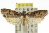  ( - CCDB-15724-G05)  @11 [ ] CreativeCommons - Attribution (2011) ANIC/CBG Photography Group Centre for Biodiversity Genomics