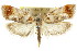  (Acmotoma sp. ANIC3 - CCDB-15725-B07)  @15 [ ] CreativeCommons - Attribution (2011) ANIC/CBG Photography Group Centre for Biodiversity Genomics