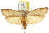  ( - CCDB-15725-F04)  @11 [ ] CreativeCommons - Attribution (2011) ANIC/CBG Photography Group Centre for Biodiversity Genomics