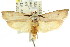  ( - CCDB-15725-G11)  @11 [ ] CreativeCommons - Attribution (2011) ANIC/CBG Photography Group Centre for Biodiversity Genomics