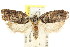  ( - CCDB-15727-B03)  @11 [ ] CreativeCommons - Attribution (2011) ANIC/CBG Photography Group Centre for Biodiversity Genomics