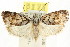  ( - CCDB-15727-F03)  @12 [ ] CreativeCommons - Attribution (2011) ANIC/CBG Photography Group Centre for Biodiversity Genomics