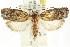  ( - CCDB-15727-G07)  @14 [ ] CreativeCommons - Attribution (2011) ANIC/CBG Photography Group Centre for Biodiversity Genomics