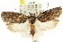  ( - CCDB-15727-G08)  @13 [ ] CreativeCommons - Attribution (2011) ANIC/CBG Photography Group Centre for Biodiversity Genomics