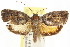  ( - CCDB-15727-H08)  @11 [ ] CreativeCommons - Attribution (2011) ANIC/CBG Photography Group Centre for Biodiversity Genomics