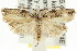  ( - CCDB-15728-B06)  @15 [ ] CreativeCommons - Attribution (2011) ANIC/CBG Photography Group Centre for Biodiversity Genomics