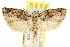  ( - CCDB-15728-E11)  @11 [ ] CreativeCommons - Attribution (2011) ANIC/CBG Photography Group Centre for Biodiversity Genomics