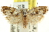  ( - CCDB-15728-F01)  @11 [ ] CreativeCommons - Attribution (2011) ANIC/CBG Photography Group Centre for Biodiversity Genomics
