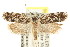  ( - CCDB-15729-E01)  @11 [ ] CreativeCommons - Attribution (2011) ANIC/CBG Photography Group Centre for Biodiversity Genomics