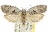  ( - CCDB-15729-G11)  @11 [ ] CreativeCommons - Attribution (2011) ANIC/CBG Photography Group Centre for Biodiversity Genomics