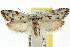  ( - CCDB-15729-H05)  @13 [ ] CreativeCommons - Attribution (2011) ANIC/CBG Photography Group Centre for Biodiversity Genomics