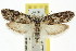  ( - CCDB-15729-H10)  @11 [ ] CreativeCommons - Attribution (2011) ANIC/CBG Photography Group Centre for Biodiversity Genomics