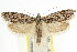  ( - CCDB-15730-A12)  @11 [ ] CreativeCommons - Attribution (2011) ANIC/CBG Photography Group Centre for Biodiversity Genomics