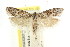  ( - CCDB-15730-B01)  @11 [ ] CreativeCommons - Attribution (2011) ANIC/CBG Photography Group Centre for Biodiversity Genomics