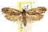  ( - CCDB-15730-D11)  @11 [ ] CreativeCommons - Attribution (2011) ANIC/CBG Photography Group Centre for Biodiversity Genomics