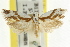  ( - CCDB-15730-E08)  @13 [ ] CreativeCommons - Attribution (2011) ANIC/CBG Photography Group Centre for Biodiversity Genomics