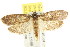  ( - CCDB-15730-H01)  @11 [ ] CreativeCommons - Attribution (2011) ANIC/CBG Photography Group Centre for Biodiversity Genomics