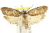  ( - CCDB-15730-H03)  @11 [ ] CreativeCommons - Attribution (2011) ANIC/CBG Photography Group Centre for Biodiversity Genomics