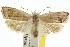  ( - CCDB-15731-C10)  @11 [ ] CreativeCommons - Attribution (2011) ANIC/CBG Photography Group Centre for Biodiversity Genomics