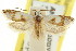  ( - CCDB-15731-F02)  @14 [ ] CreativeCommons - Attribution (2011) ANIC/CBG Photography Group Centre for Biodiversity Genomics