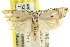  ( - CCDB-15731-F08)  @12 [ ] CreativeCommons - Attribution (2011) ANIC/CBG Photography Group Centre for Biodiversity Genomics