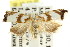  ( - CCDB-15731-G08)  @11 [ ] CreativeCommons - Attribution (2011) ANIC/CBG Photography Group Centre for Biodiversity Genomics