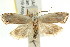  ( - CCDB-15731-H06)  @14 [ ] CreativeCommons - Attribution (2011) ANIC/CBG Photography Group Centre for Biodiversity Genomics