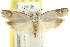  ( - CCDB-15732-B07)  @11 [ ] CreativeCommons - Attribution (2011) ANIC/CBG Photography Group Centre for Biodiversity Genomics