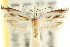  ( - CCDB-15732-C11)  @11 [ ] CreativeCommons - Attribution (2011) ANIC/CBG Photography Group Centre for Biodiversity Genomics