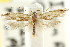  ( - CCDB-15732-D03)  @11 [ ] CreativeCommons - Attribution (2011) ANIC/CBG Photography Group Centre for Biodiversity Genomics