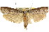  ( - CCDB-15732-G09)  @14 [ ] CreativeCommons - Attribution (2011) ANIC/CBG Photography Group Centre for Biodiversity Genomics