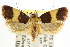  ( - CCDB-15733-B10)  @11 [ ] CreativeCommons - Attribution (2011) ANIC/CBG Photography Group Centre for Biodiversity Genomics