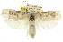  ( - CCDB-15733-E06)  @11 [ ] CreativeCommons - Attribution (2011) ANIC/CBG Photography Group Centre for Biodiversity Genomics