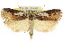  ( - CCDB-15733-F08)  @11 [ ] CreativeCommons - Attribution (2011) ANIC/CBG Photography Group Centre for Biodiversity Genomics