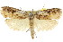  ( - CCDB-15733-F09)  @13 [ ] CreativeCommons - Attribution (2011) ANIC/CBG Photography Group Centre for Biodiversity Genomics