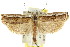  ( - CCDB-15733-F11)  @11 [ ] CreativeCommons - Attribution (2011) ANIC/CBG Photography Group Centre for Biodiversity Genomics