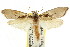  ( - CCDB-15733-G11)  @11 [ ] CreativeCommons - Attribution (2011) ANIC/CBG Photography Group Centre for Biodiversity Genomics