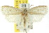  ( - CCDB-15734-D05)  @13 [ ] CreativeCommons - Attribution (2011) ANIC/CBG Photography Group Centre for Biodiversity Genomics