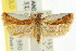  ( - CCDB-15734-E10)  @11 [ ] CreativeCommons - Attribution (2011) ANIC/CBG Photography Group Centre for Biodiversity Genomics
