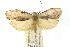  ( - CCDB-15734-G08)  @11 [ ] CreativeCommons - Attribution (2011) ANIC/CBG Photography Group Centre for Biodiversity Genomics
