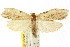  ( - CCDB-15734-G10)  @11 [ ] CreativeCommons - Attribution (2011) ANIC/CBG Photography Group Centre for Biodiversity Genomics