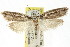  ( - CCDB-15734-H01)  @11 [ ] CreativeCommons - Attribution (2011) ANIC/CBG Photography Group Centre for Biodiversity Genomics