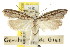  ( - CCDB-15734-H04)  @11 [ ] CreativeCommons - Attribution (2011) ANIC/CBG Photography Group Centre for Biodiversity Genomics
