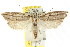  ( - CCDB-15734-H10)  @11 [ ] CreativeCommons - Attribution (2011) ANIC/CBG Photography Group Centre for Biodiversity Genomics