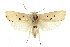  ( - CCDB-15735-C08)  @11 [ ] CreativeCommons - Attribution (2011) ANIC/CBG Photography Group Centre for Biodiversity Genomics